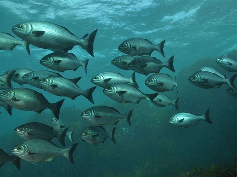 Migration of Fishes .